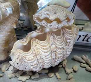 Exponate im Muschelmuseum Hooksiel