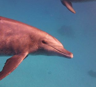 Wunderschön freilebende Delfine...