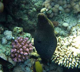 Muräne am Hausriff