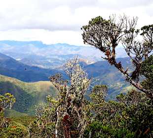 Podocarpus Nationalpark