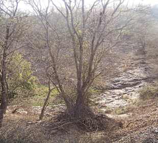 Ranthambore N.P.