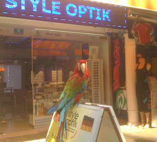 Papagei beim Optiker