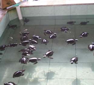 Schildkrötenstation