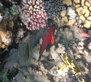 Fische vom Hausriff Tulip Resort