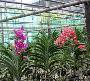 Orchideenfarm