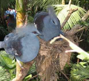 Ausflug: 3-Park-Safari (Jahn Reisen) Taubenart