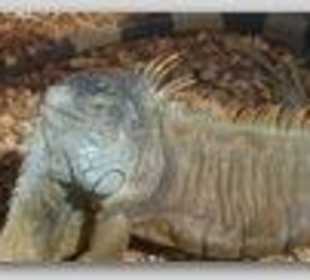 Iguana