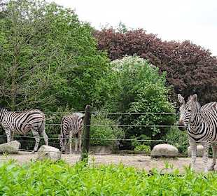 Auch Zebras im Außenbereich