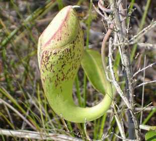 Im Bako Nationalpark