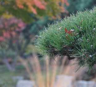 Parkanlage Planten un Blomen