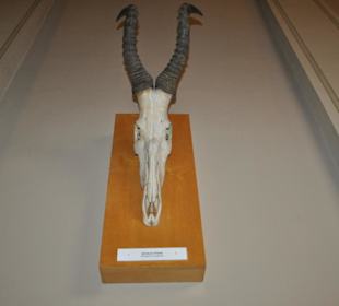 Národní muzeum