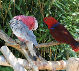 Papageien die man auf die Hand nehmen darf