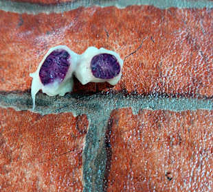 Geöffnete Kakaobohne