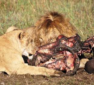 2 Löwen essen ein Nilpferd