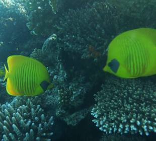 Beim Schnorcheln am Hotel Strand