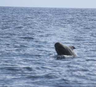 Bootsausflug Wahl-/Delfinbeobachtung