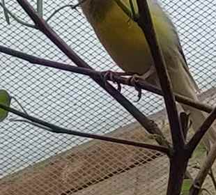 Schmetterlingsgarten