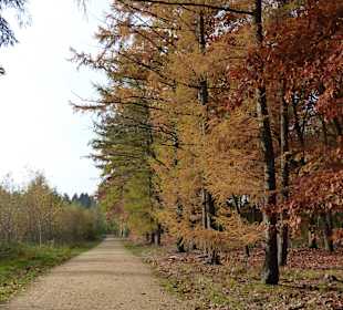Toller Herbstwald