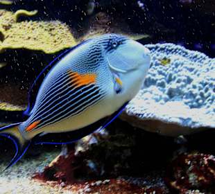  Ozeanographisches Museum Monaco