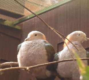 Weltvogelpark Walsrode