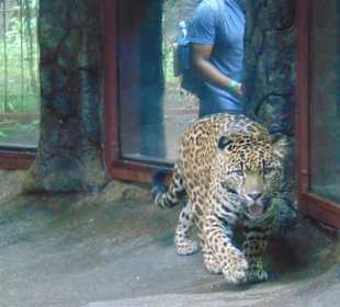 La Paz Waterfall Gardens