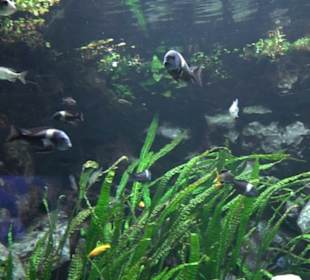 Tierpark Hellabrunn - Fische