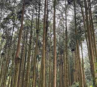 Alishan National Forest