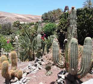 Oasis Park - Kakteengarten