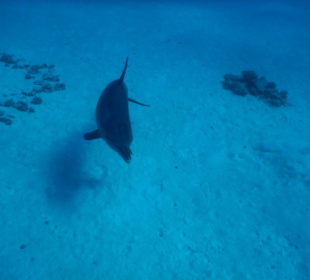 Schnorcheln mit Delfinen