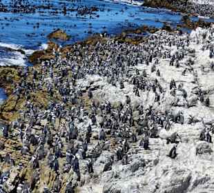 Stoney Point African Penguin Breeding Colony
