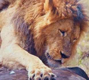 Löwe im Amboseli Nationalpark