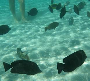 N'oubliez pas vos chaussures