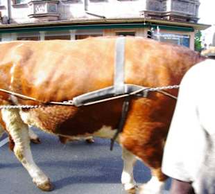 Bierführerverein Fürth