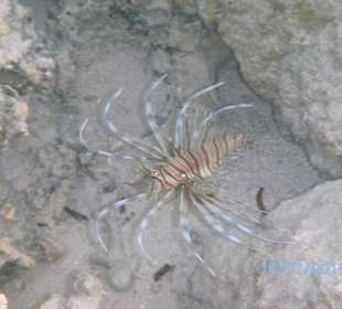 Rotfeuerfisch in der Badewanne