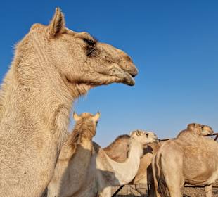 Wüstentour Abu Dhabi