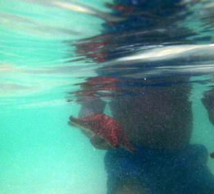 Seesterne, nicht aus Plastik