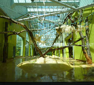 Sumatra Oran Utan Innenanlage