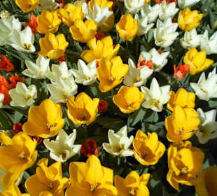 Blumenpracht im Keukenhof