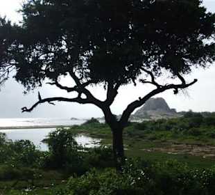 Im Yala Park - Geführte Touren Astrid Tours Sri Lanka