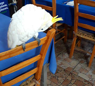 Papagei im Restaurant