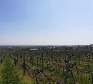 Wein- und Mandelpfad 