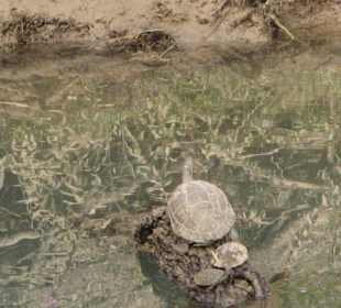 Landschildkröte am Fluß