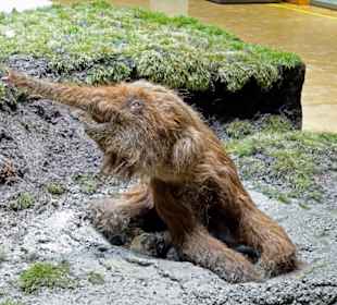 Einjähriges Elefantenjunges bricht im Schlamm ein