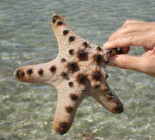 Seesterne und Korallen