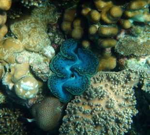 Hotel Lahami Bay Hausriff