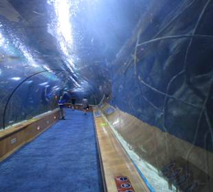 Aquarium / Oceanongrafic