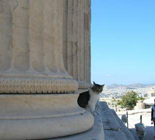 Gatti all'Acropoli