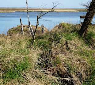 Das Moor zur Seeseite