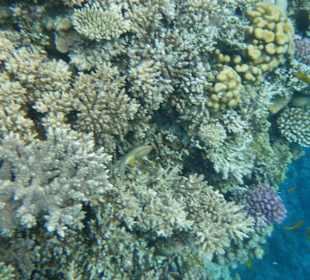 Koreallenriff
