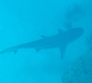 Schwarzpitzen Riffhai am Nordriff